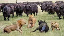 為什麼牛群中的水牛，不會救助受到獅子攻擊的同類