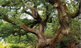 世上壽命超長的五棵樹，3200年起步，中國這棵被譽為世界柏樹之父