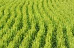 寒地水稻成熟前的‘‘二黃二綠”及施肥技術