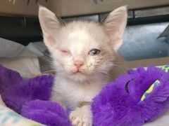 小貓因為病毒感染，失去了一隻眼睛，卻意外的收穫大鬍子叔叔的愛