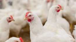 2020年白羽肉雞聯盟成員企業屠宰總量為35.5億羽