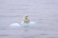 北極熊瀕臨滅絕，我們能做的是什麼？