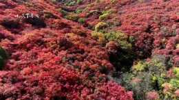 賞秋正當時 濟南紅葉谷的秋天美爆了……