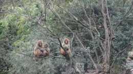 有100多隻“猴哥”的“花果山”來了！瀘州將打造野生獼猴保護區