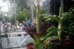 瀕危旗艦植物巨魔芋綻放國家植物園，為世界首次實現群體開花