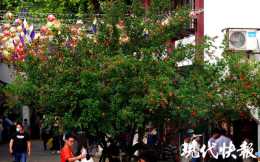 南京夫子廟120歲古石榴樹開花啦，快來打卡！