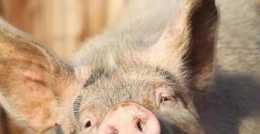 異種器官移植經歷了四百年的失敗，為何給人移植豬心能成功？