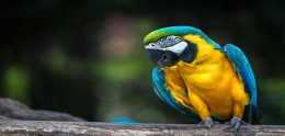鸚鵡外表豔麗又善學人語,受到人們喜愛,市場上常見鸚鵡種類