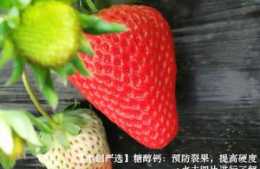 草莓果實發軟，不耐儲運怎麼辦？