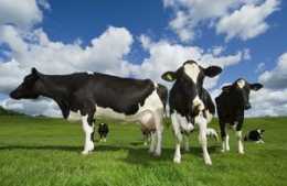 冬春奶牛喂青飼既增營養又省料，你知道嗎