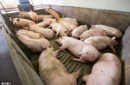 豬肉期貨即將上市，能否打破豬肉高價