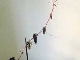 想在室內養一種花葉的爬藤植物，那你可以嘗試養一盆錦葉葡萄藤！