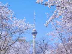 北京玉淵潭，櫻花節不開了，櫻花繼續開