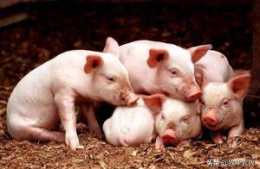 出生10天左右的仔豬漸漸消瘦是怎麼回事？消瘦的原因是什麼？