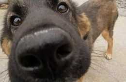 狗的鼻子為什麼總是溼漉漉的？如果狗的鼻子發乾代表了什麼