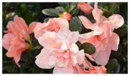 農曆9月9日過後，家養4種“小花”，全年開花不斷，是盆栽佳品