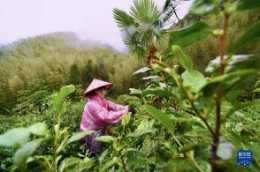 武夷山上採茶工