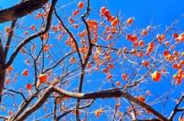 雲南：一串串掛滿枝頭的柿子殷紅香甜，成為寒冬裡的獨特美景！