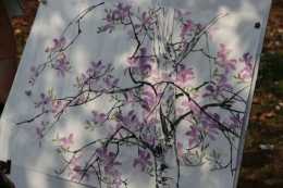 大地回春，金園路“網紅”宮粉紫荊花開，你還記得去年的約定嗎？