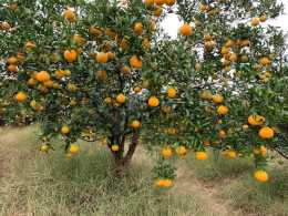 柑橘環割樹變弱，怎麼管理好？幾個措施來幫助
