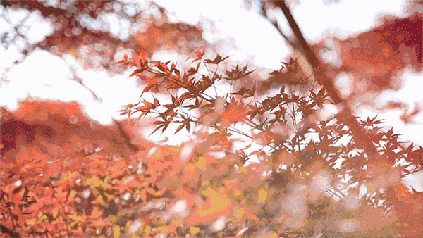 最強賞秋指南，這9處美出天際的紅葉承包了湖北整個秋天！