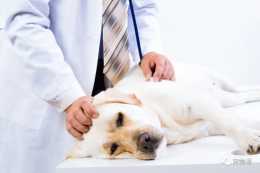 犬傳染性肝炎，寵物犬常見疾病科普預防