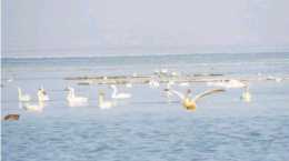 【關注】烏蘭察布黃旗海，一群大鳥在湖中游泳，一個動作就能看見！