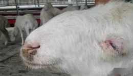 羊發燒的原因和治療方法