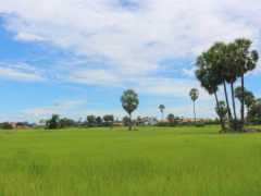 柬埔寨最“奇特”村落，女性結婚分三畝地，男性只能幹農活？