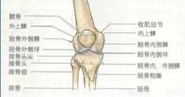膝骨關節炎中醫推拿治療技術規範