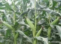 2023年適合山東 河南 河北種植的高產玉米，農大372抗病穩產保收