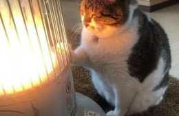 給貓咪“保暖”的6個注意事項，新手養貓必看