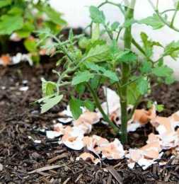 用完的雞蛋殼別扔，不僅養花肥料不用買，稍微改造還能當花盆！