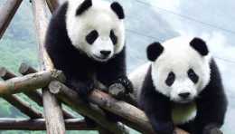 四川，除了海內外聞名的大熊貓，還藏著如此豐富的美景！
