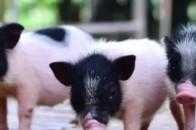 世界首例，基因編輯後的豬腎臟移植給人類，功能正常且未發生免疫排斥
