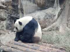 【行遊人間】 北京動物園