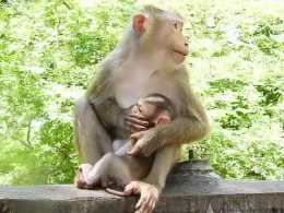 可憐的小猴被猴媽按住了，心疼小猴的遭遇！