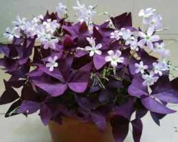 1種“紫葉幸運草”，葉片晚上會“睡覺”，花期大半年，人見人愛