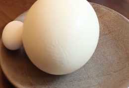 你們有沒有吃過鴕鳥蛋？比20個雞蛋還大，藉助工具才能開啟