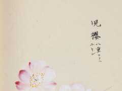 描繪日本櫻花品種的寫生繪本《枕邊的花兒》