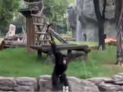 遊客向黑猩猩扔食物，黑猩猩也朝遊客扔東西，為何會模仿人類？