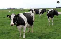 已到夏至時節，科學飼養奶牛需要注意這幾點