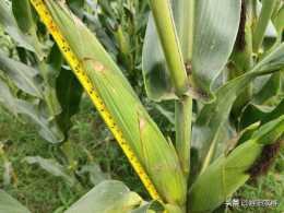 玉米授粉期遭遇降雨，做好這兩點，能提高授粉率增產顯著