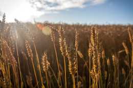 大麥食物的8種做法和糖尿病人吃大麥的6種利弊