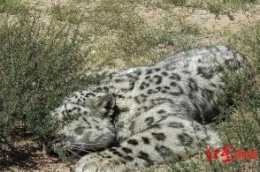 鄂爾多斯動物園發文歡迎觀看救助的野生雪豹？當地林草局：釋出未經批准