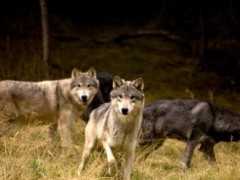 民間故事：神秘的大山狼孩，村裡人和狼山狼群的衝突