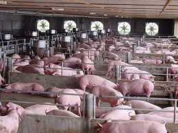 養豬虧500元，養羊價格低，魚價也下跌，養殖業發生了啥？