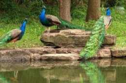 湖心島來了一群藍孔雀