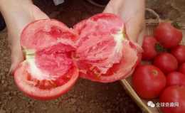 現在的西紅柿一般是催熟的，吃了會對身體有害嗎？