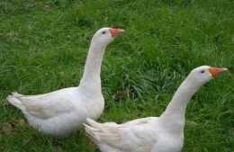 農村有很多養鵝的，但很少見到有賣鵝蛋的，那鵝下的蛋都去哪了